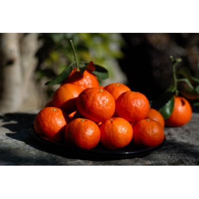 ふるさと納税 由良町 和歌山産セミノール 4.5キロ