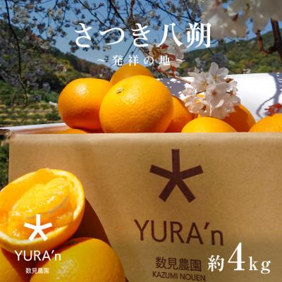 ふるさと納税 由良町 さつき八朔 4キロ 和歌山産 深みのある味わい