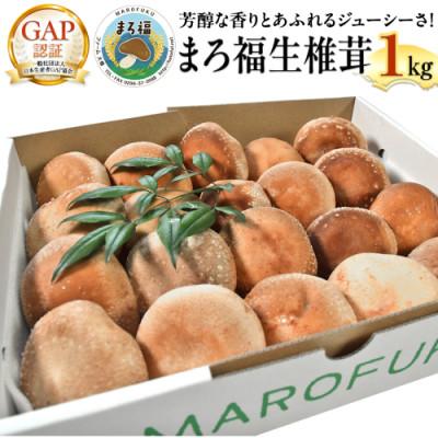 ふるさと納税 筑西市 まろ福生椎茸(贈答用) 約1kg