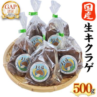 ふるさと納税 筑西市 生キクラゲ 100g×5袋