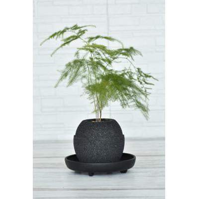 ふるさと納税 知立市 アクアプラントポット 玉S -アスパラガスナナス