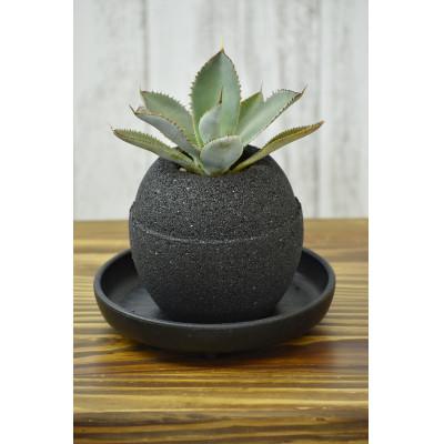 ふるさと納税 知立市 アクアプラントポット 玉S -アガベ