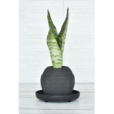 ふるさと納税 知立市 アクアプラントポット 玉S -サンスベリア