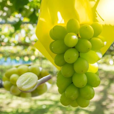 ふるさと納税 北栄町 シャインマスカット(種無し) 1kg前後