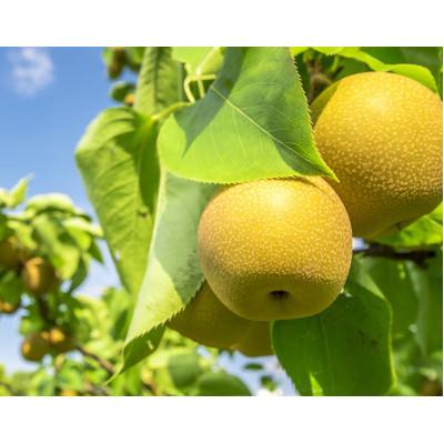 ふるさと納税 北栄町 秋甘泉 3kg前後(3〜11玉前後)