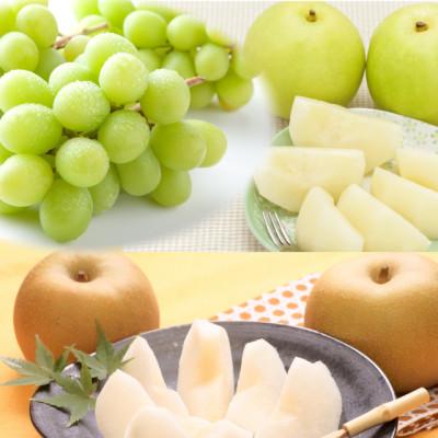 ふるさと納税 北栄町 [品種はお任せ]シャインマスカット(種無し)と旬の梨セット 小