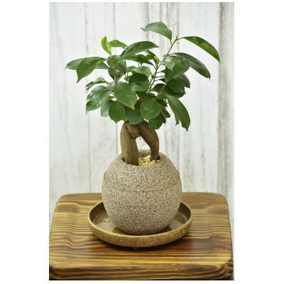 ふるさと納税 知立市 アクアプラントポット 玉M ナチュラル-ガジュマル