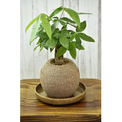 ふるさと納税 知立市 アクアプラントポット 玉M ナチュラル-パキラ