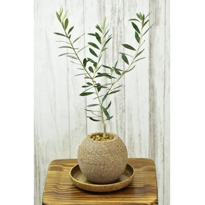 ふるさと納税 知立市 アクアプラントポット 玉M ナチュラル-オリーブ