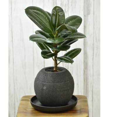 ふるさと納税 知立市 アクアプラントポット 玉L ブラック-ゴムの木