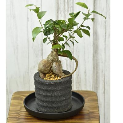 ふるさと納税 知立市 アクアプラントポット 円マドカ M ブラック-ガジュマル