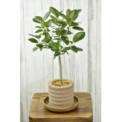 ふるさと納税 知立市 アクアプラントポット 円マドカ M ナチュラル-フランスゴムの木