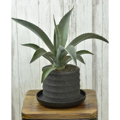 ふるさと納税 知立市 アクアプラントポット 円マドカ L ブラック-アガベ