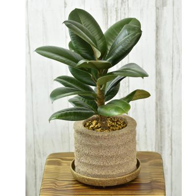 ふるさと納税 知立市 アクアプラントポット 円マドカ L ナチュラル-ゴムの木