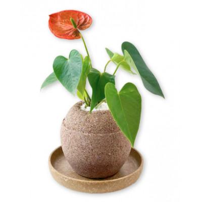 ふるさと納税 知立市 アクアプラントポット 玉S - アンスリウム 全長30cm