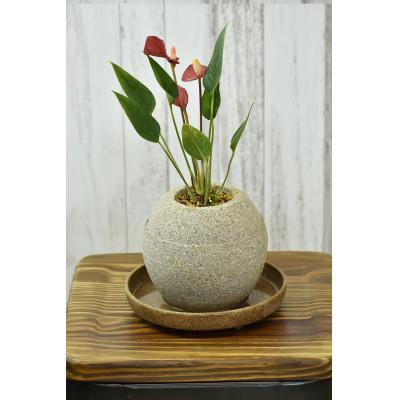 ふるさと納税 知立市 アクアプラントポット 玉M - アンスリウム 全長30〜40cm