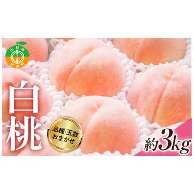 ふるさと納税 中山町 [2026年度先行予約]山形県産 白桃(品種・玉数おまかせ7-12玉)