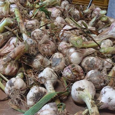 ふるさと納税 海南市 和歌山県産生にんにく約1kg　ご家庭用(海南市) |  | 02
