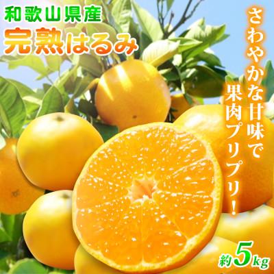 ふるさと納税 かつらぎ町 果肉ぷりぷり!完熟はるみ 約5kg
