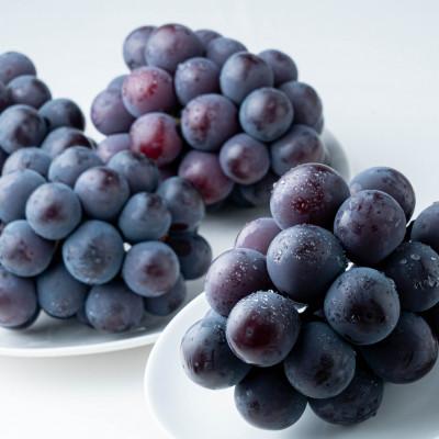 ふるさと納税 岡山市 2026年8月より順次発送 ご家庭用 ニューピオーネ 約2.0kg(3〜5房)