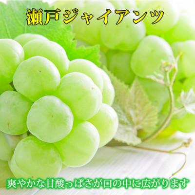 ふるさと納税 かつらぎ町 紀州かつらぎ山の瀬戸ジャイアンツ 約2kg