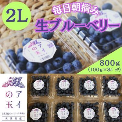 ふるさと納税 小美玉市 ★予約受付開始★初夏の恵みを一番にお届け[アイの玉]毎日朝摘み生ブルーベリー(2L)