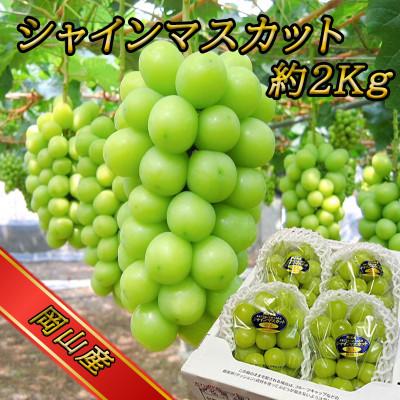 ふるさと納税 早島町 [2026年8月中旬より順次発送]訳あり!岡山県シャインマスカット約2kg![人気の岡山産ぶどう]