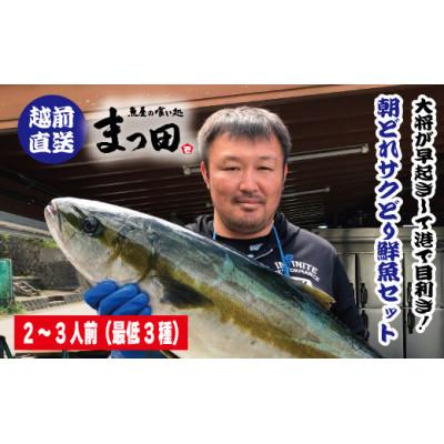 ふるさと納税 福井市 大将におまかせ!朝どれサクどり鮮魚2〜3人前 [4月〜10月発送]