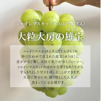 ふるさと納税 津山市 大粒葡萄の「雄宝(ゆうほう)」厳選品 1房/700g〜(岡山県産) |  | 02