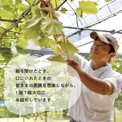 ふるさと納税 津山市 大粒葡萄の「雄宝(ゆうほう)」厳選品 1房/700g〜(岡山県産) |  | 03