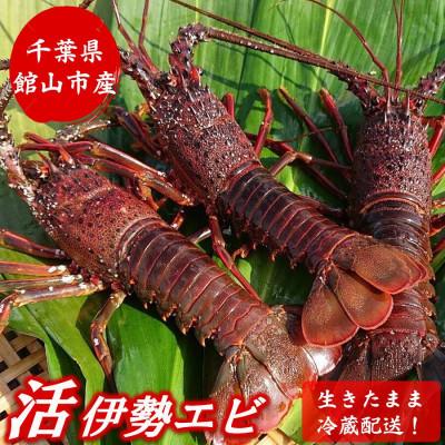 ふるさと納税 館山市 【金曜日発送】漁師直送!千葉県館山産 天然『活』伊勢海老　約1kg(サイズおまかせ) | 