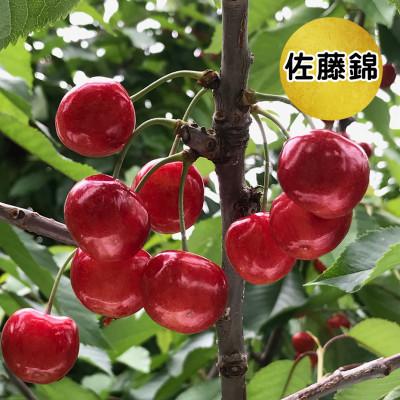 ふるさと納税 寒河江市 2027年産 さくらんぼ 「 佐藤錦 」 300g 秀品 L以上 (300g×1箱) 山形県産 |  | 03