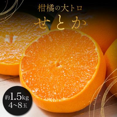ふるさと納税 大町町 みかんの「大トロ」佐賀産かんきつ・せとか 約1.5kg(4-8玉)(大町町)