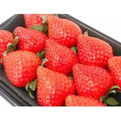 ふるさと納税 中野市 [2026年発送]長野県産 いちご 紅ほっぺ 1パック[約250g〜300g]