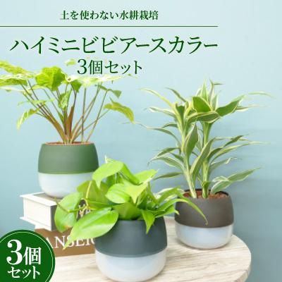 ふるさと納税 岡崎市 ハイミニビビアースカラー3個セット[オススメの観葉植物でお届け]