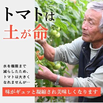 ふるさと納税 掛川市 【先行受付2027年発送】美味しんぼに登場　トマト「桃太郎」大箱 28玉〜42玉　特選　糖度9度以上 |  | 02