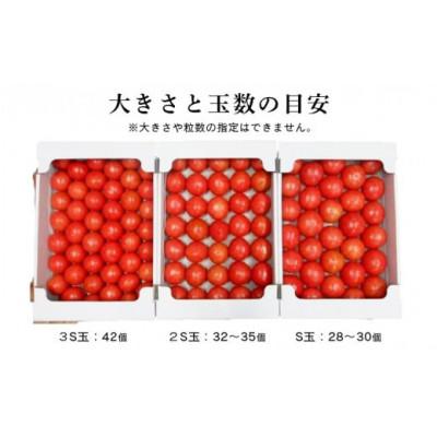 ふるさと納税 掛川市 【先行受付2027年発送】美味しんぼに登場　トマト「桃太郎」大箱 28玉〜42玉　特選　糖度9度以上 |  | 03