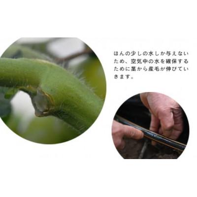 ふるさと納税 掛川市 【先行受付2027年発送】美味しんぼに登場　トマト「桃太郎」大箱 12玉〜20玉　特選　糖度9度以上 |  | 02
