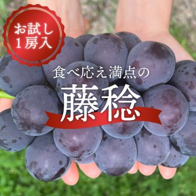 ふるさと納税 真庭市 [2026年先行予約]大粒ぶどうの藤稔 お試し1房入 /600g以上 (岡山県産)