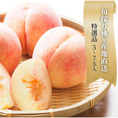 ふるさと納税 真庭市 [2026年先行予約]特選品 旬採り桃 5-7玉 (岡山県産)