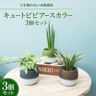 ふるさと納税 岡崎市 キュートビビアースカラー3個セット[オススメの観葉植物でお届け]