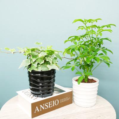 ふるさと納税 岡崎市 ハイミニみなも2個セット&amp;栄養剤[オススメの観葉植物でお届け]