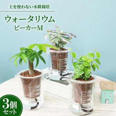 ふるさと納税 岡崎市 ウォータリウム ビーカーM ハイドロコーン植え3個セット[オススメの観葉植物でお届け]