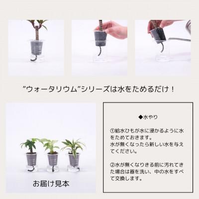 ふるさと納税 岡崎市 ウォータリウム　ビーカーM　ハイドロコーン植え3個セット【オススメの観葉植物でお届け】 |  | 01