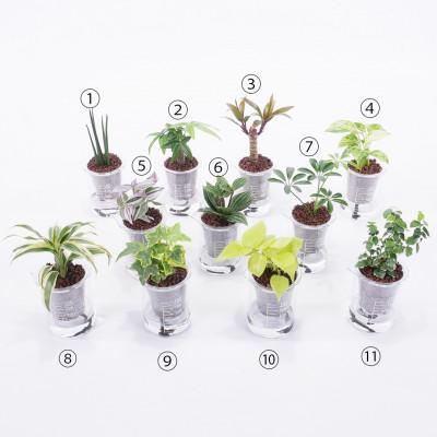 ふるさと納税 岡崎市 ウォータリウム　ビーカーM　ハイドロコーン植え3個セット【オススメの観葉植物でお届け】 |  | 02