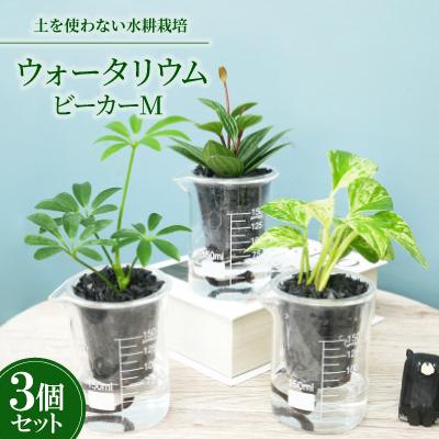ふるさと納税 岡崎市 ウォータリウム ビーカーM 炭植え3個セット[オススメの観葉植物でお届け]