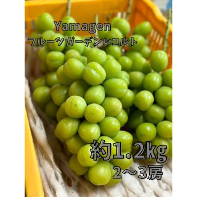 ふるさと納税 高畠町 山形県 高畠町産 ご家庭用 シャイマスカット 贅沢セット 約1.2kg(2〜3房)