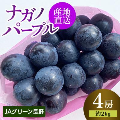 ふるさと納税 長野市 JAグリーン長野 ナガノパープル 4房(計約2kg) 8月下旬より順次発送