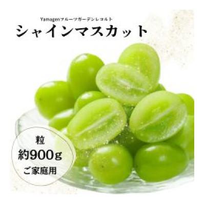 ふるさと納税 高畠町 山形県 高畠町産 ご家庭用 シャイマスカット 贅沢セット 粒 約900g
