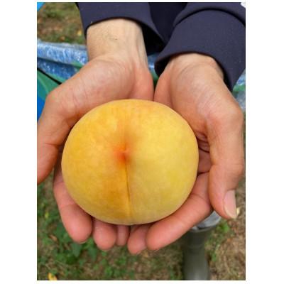 ふるさと納税 美咲町 [先行予約]2026年8月上旬より発送予定・岡山県産黄色い桃・黄金桃(1.5kg箱)